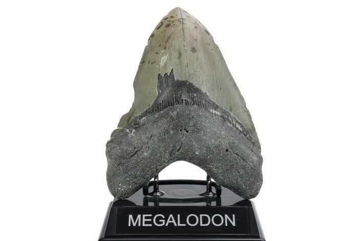 Huge, Fossil Megalodon Tooth - North Carolina #355703